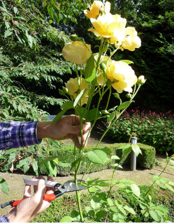 Okatsune Pruning Shears, 101 Gartenschere, klein, multicoloured