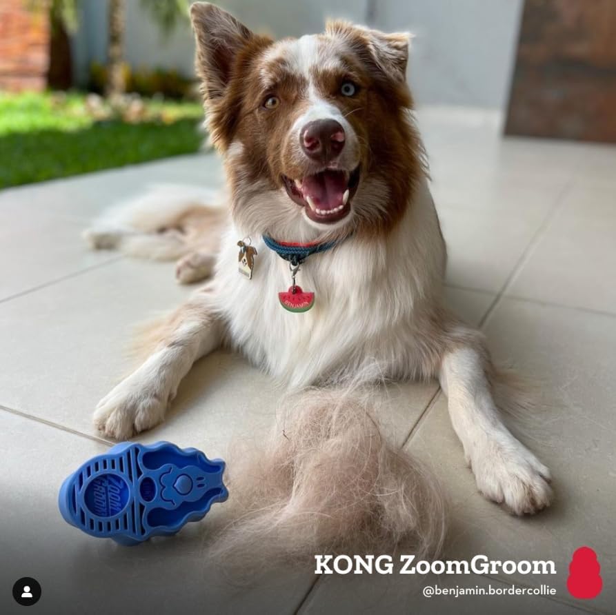 KONG - ZoomGroom - Dog Brush for Grooming and Shampooing - For Large Dogs (Blue)